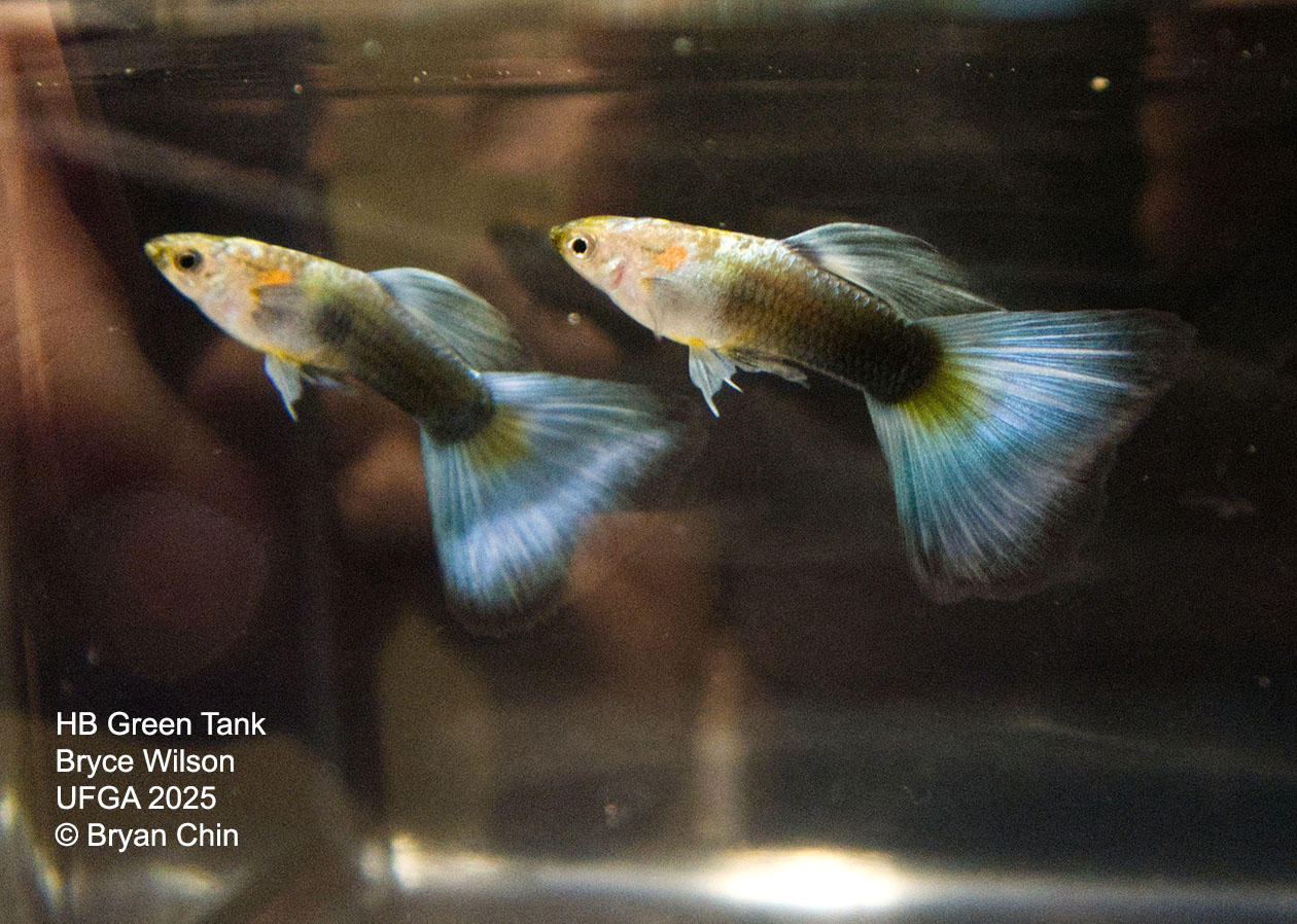 Guppy HB Green